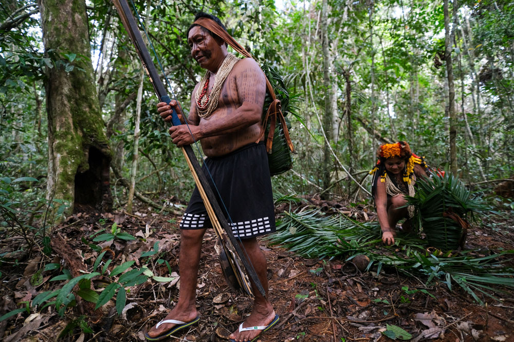 amazônia vs cerrado tocantins qual a diferença