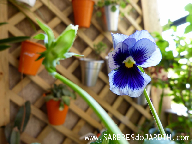 preço biscoito amor perfeito original tocantins