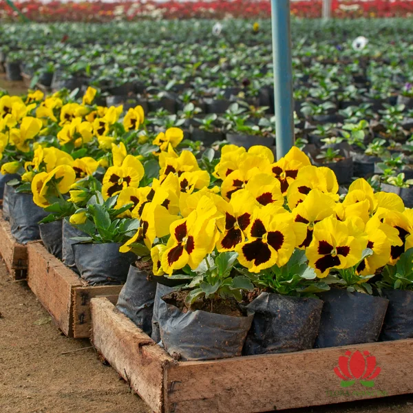 erros comuns ao fazer biscoito amor perfeito