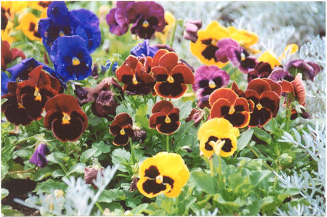 preço biscoito amor perfeito original tocantins