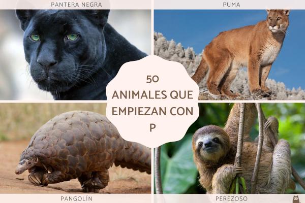 Animais Aquáticos com P: Conheça as Espécies Mais Curiosas