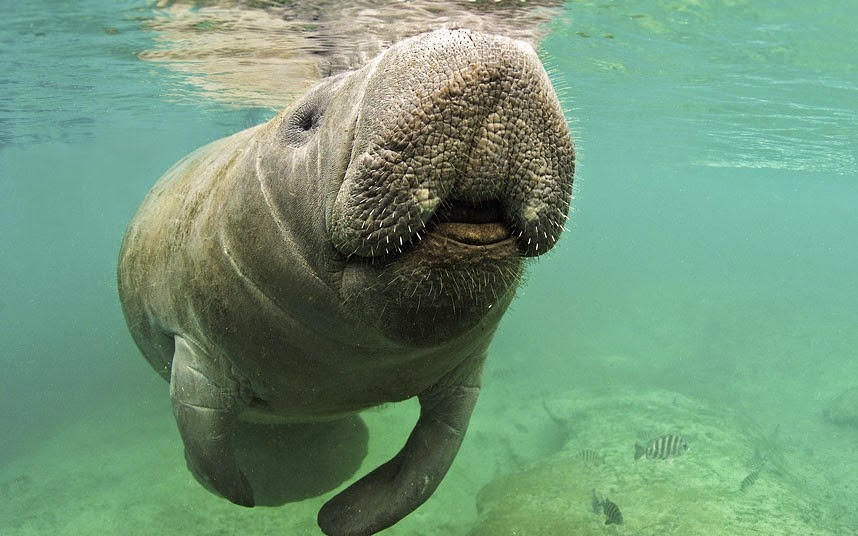 animal que começa com a letra p