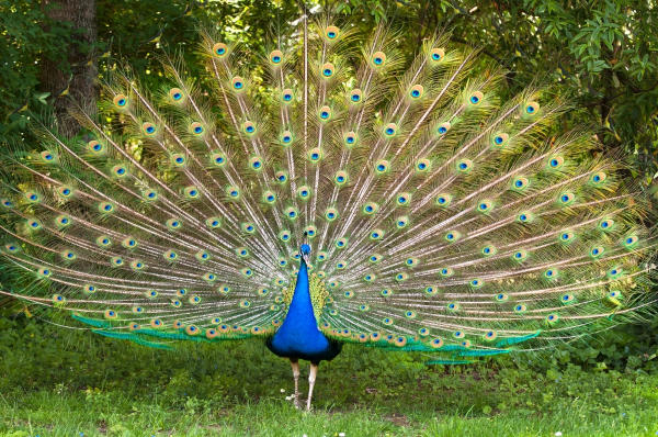 Guia Completo das Aves com a Letra P: De Patos a Pavões