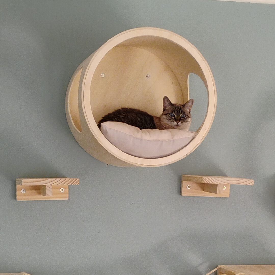 5 Materiais Ideais para a Casinha do Seu Gato