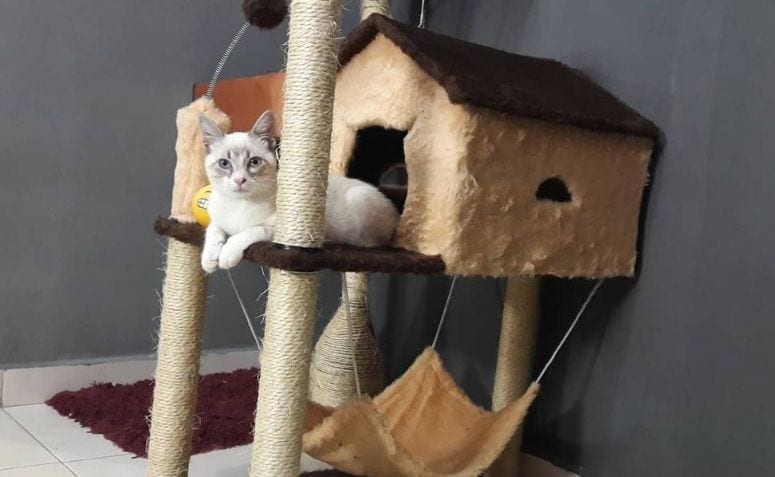 Guia Completo: Casinhas para Gatos Externas Resistentes às Intempéries