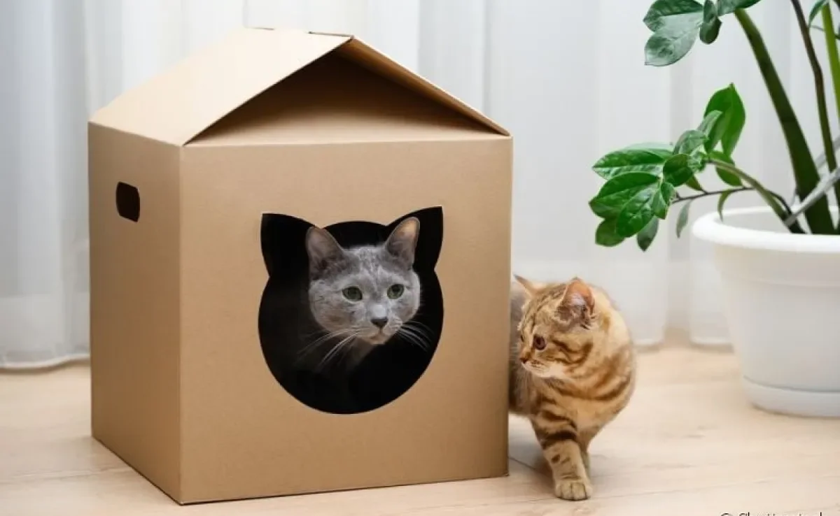 DIY: Crie uma Casinha Confortável para seu Gato com Materiais Reciclados