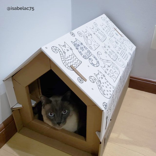 5 Materiais Ideais para a Casinha do Seu Gato