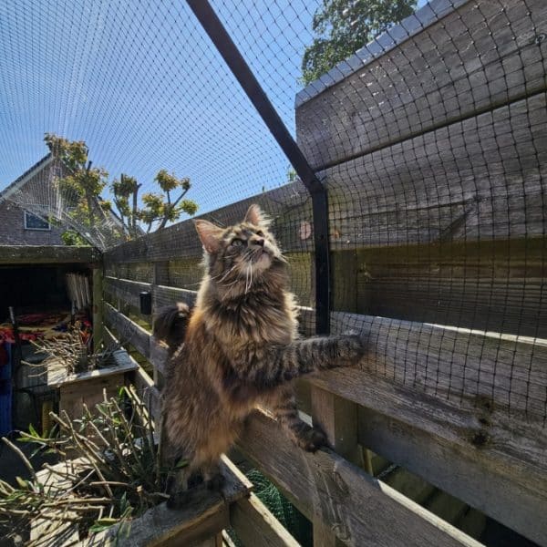 Cercas Invisíveis para Gatos: Prós