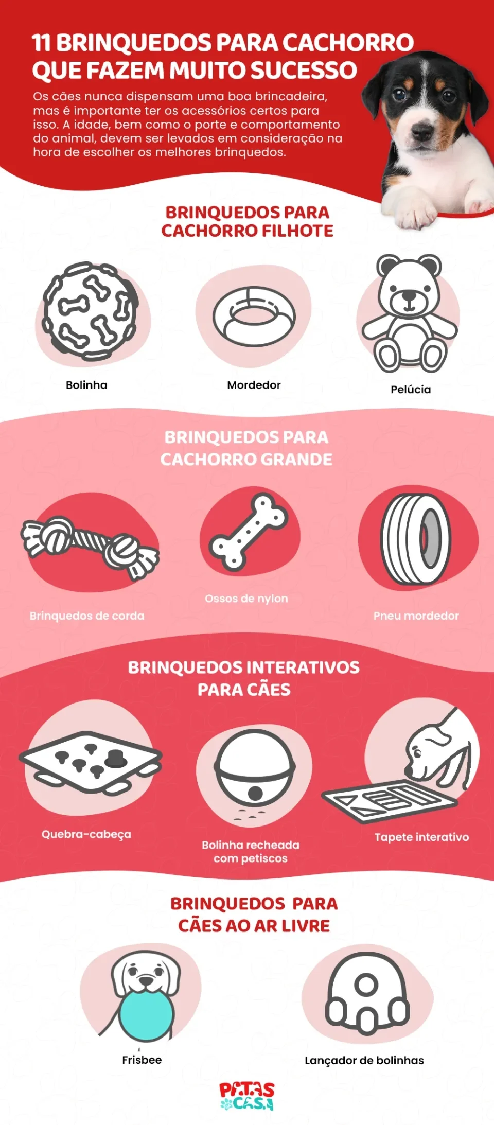 Segurança do seu pet: Escolhendo coleiras