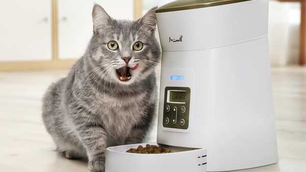 comedouro automatico para gatos