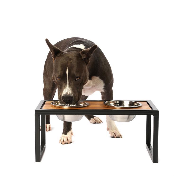 Como escolher o comedouro ideal para seu filhote?