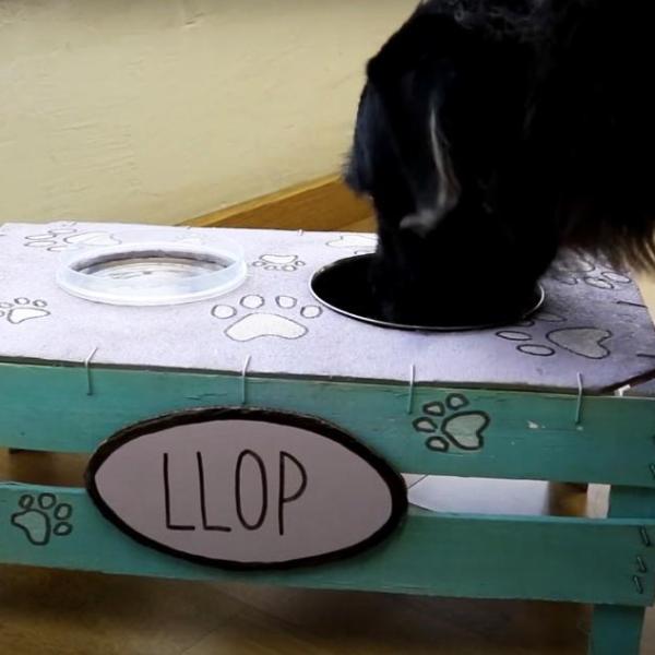 Os perigos do comedouro de plástico para a saúde do seu pet