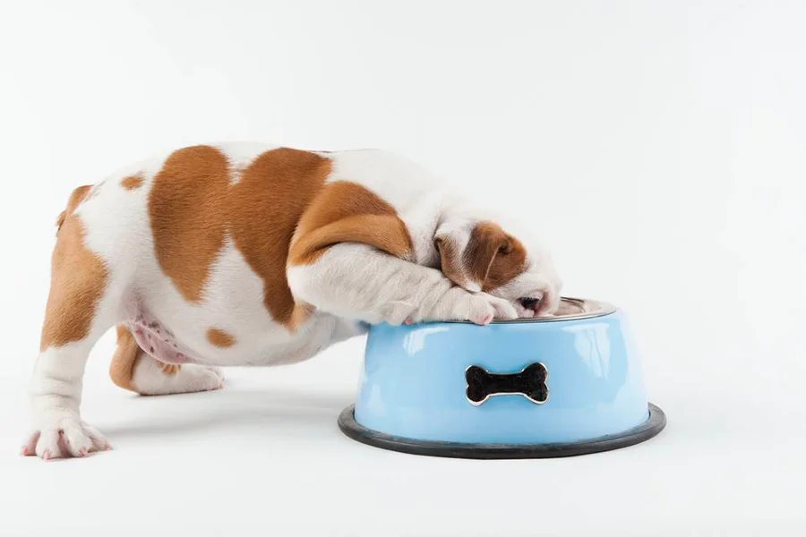 Comedouros inteligentes: tecnologia a favor da rotina alimentar do seu pet