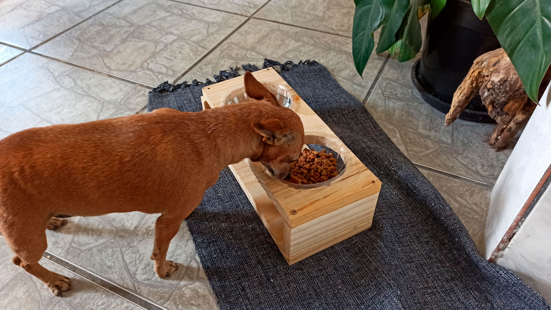 Como escolher o comedouro ideal para seu filhote?