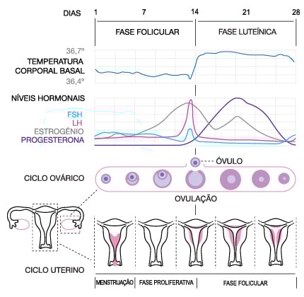Como Calcular Seu Período Fértil: Guia Completo para Aumentar as Chances de Gravidez