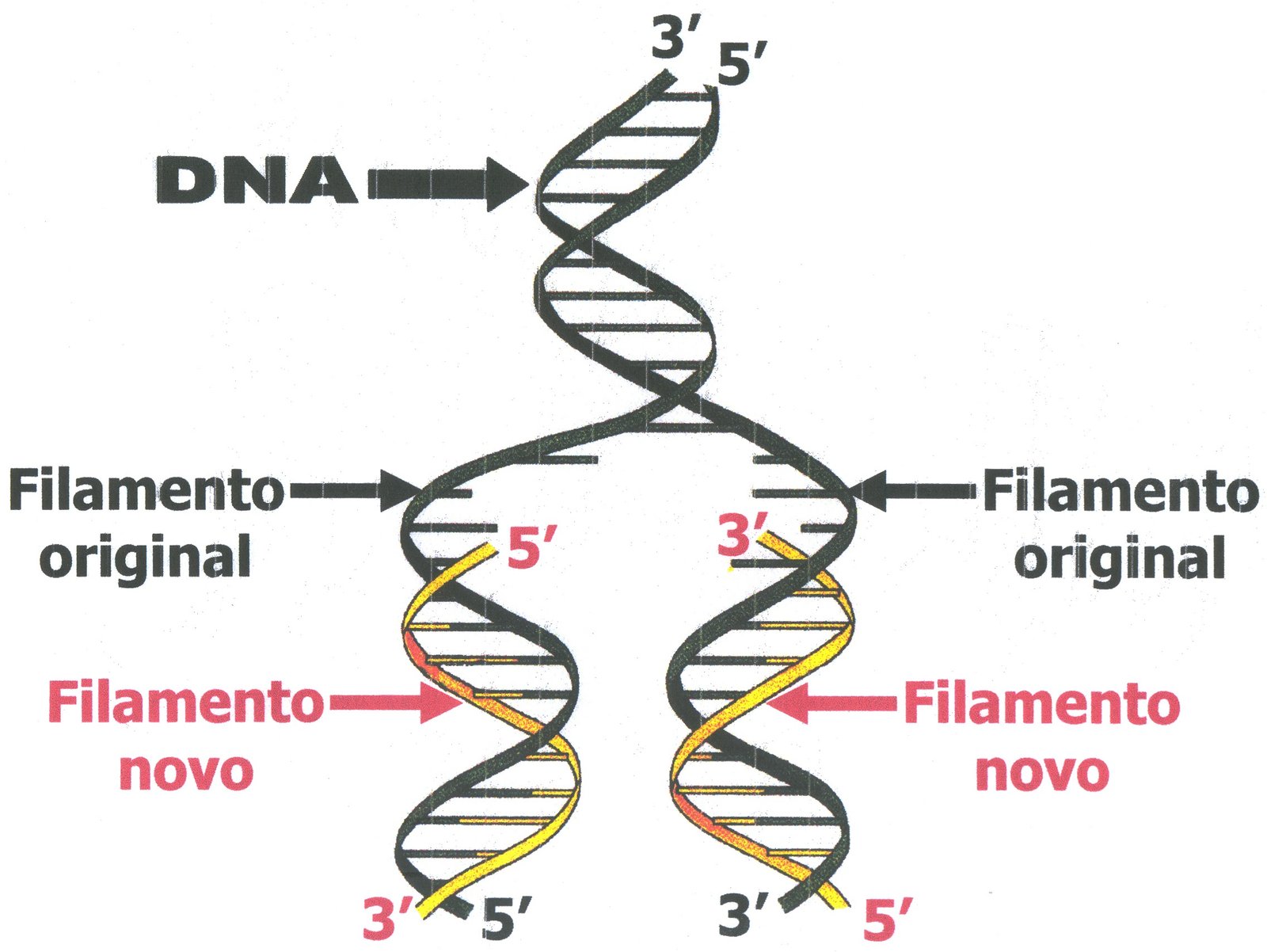 5 ideias de títulos:
1. Entenda o Processo Detalhado do Teste de DNA: Da Coleta à Análise.
2. Teste de DNA: Tipos