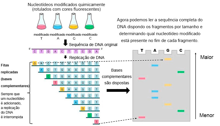 5 ideias de títulos:
1. Entenda o Processo Detalhado do Teste de DNA: Da Coleta à Análise.
2. Teste de DNA: Tipos