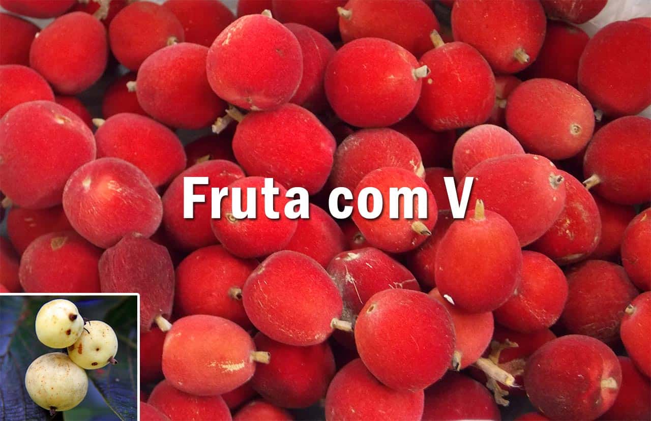 Benefícios do Mirtilo e Oxicoco: Frutas do Gênero Vacínio