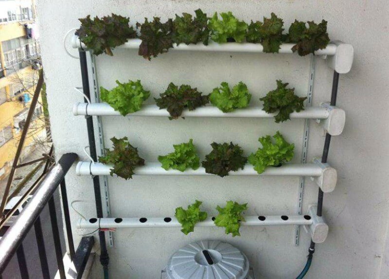 Manutenção Essencial para o Sucesso da Sua Hidroponia Caseira