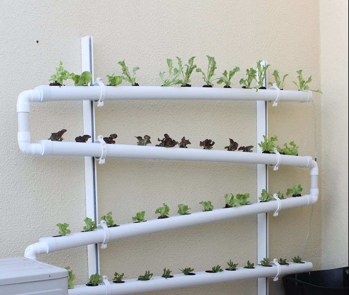 ideias de plantas para horta hidropônica em casa