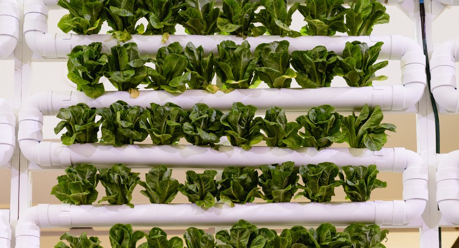 erros comuns ao montar horta hidropônica