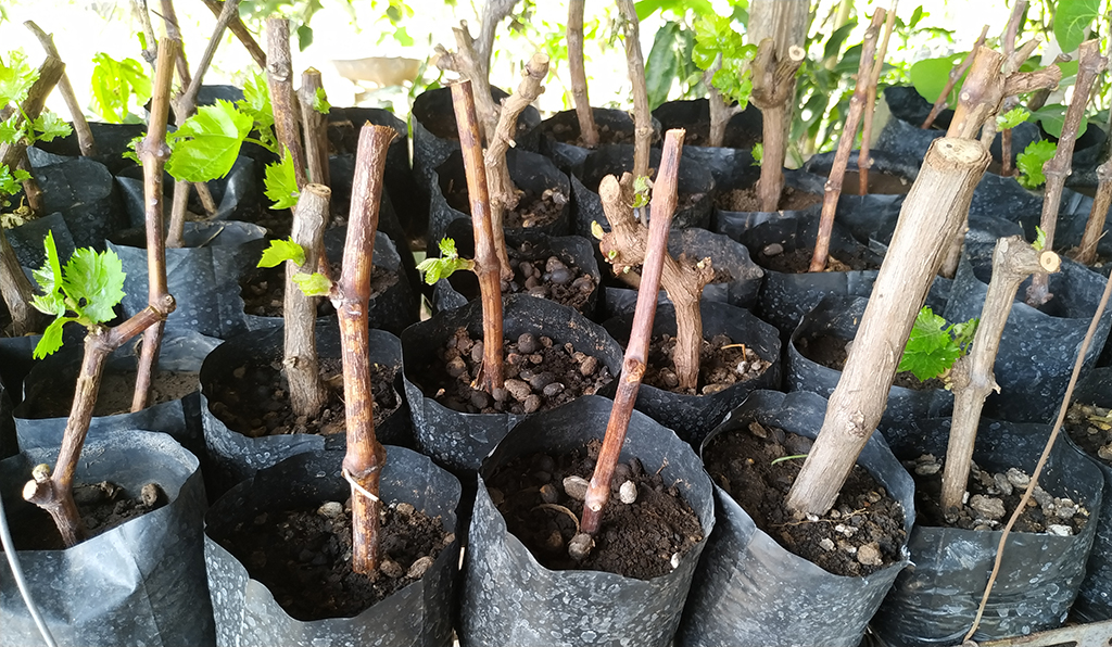 muda de uva por estaquia