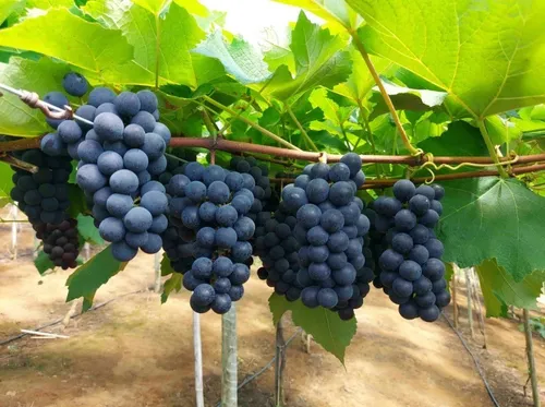 Guia Completo: Como Escolher as Melhores Estacas de Uva para Plantio