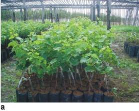 Manejo Pós-Plantio: Cuidados Essenciais para o Desenvolvimento da Sua Videira