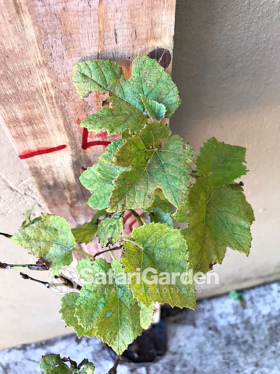 Como Preparar o Solo e o Local Ideal para Plantar Uvas em Casa