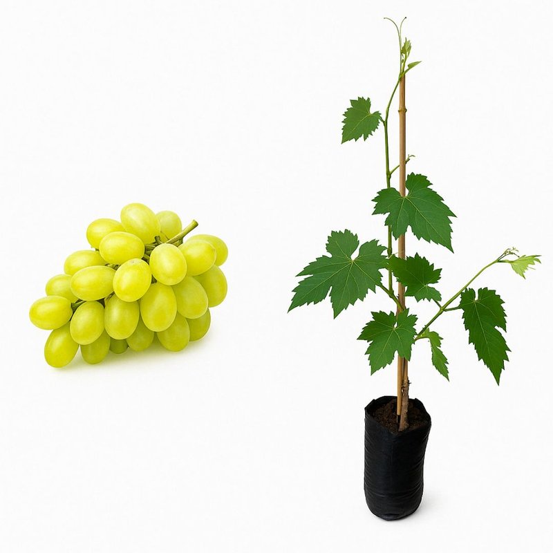 Dicas para Acelerar a Produção de Frutos em Videiras Propagadas por Estaquia