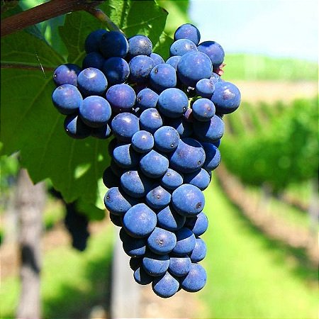 muda de uva por estaquia