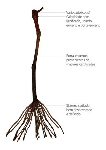 Guia Completo: Como Escolher as Melhores Estacas de Uva para Plantio