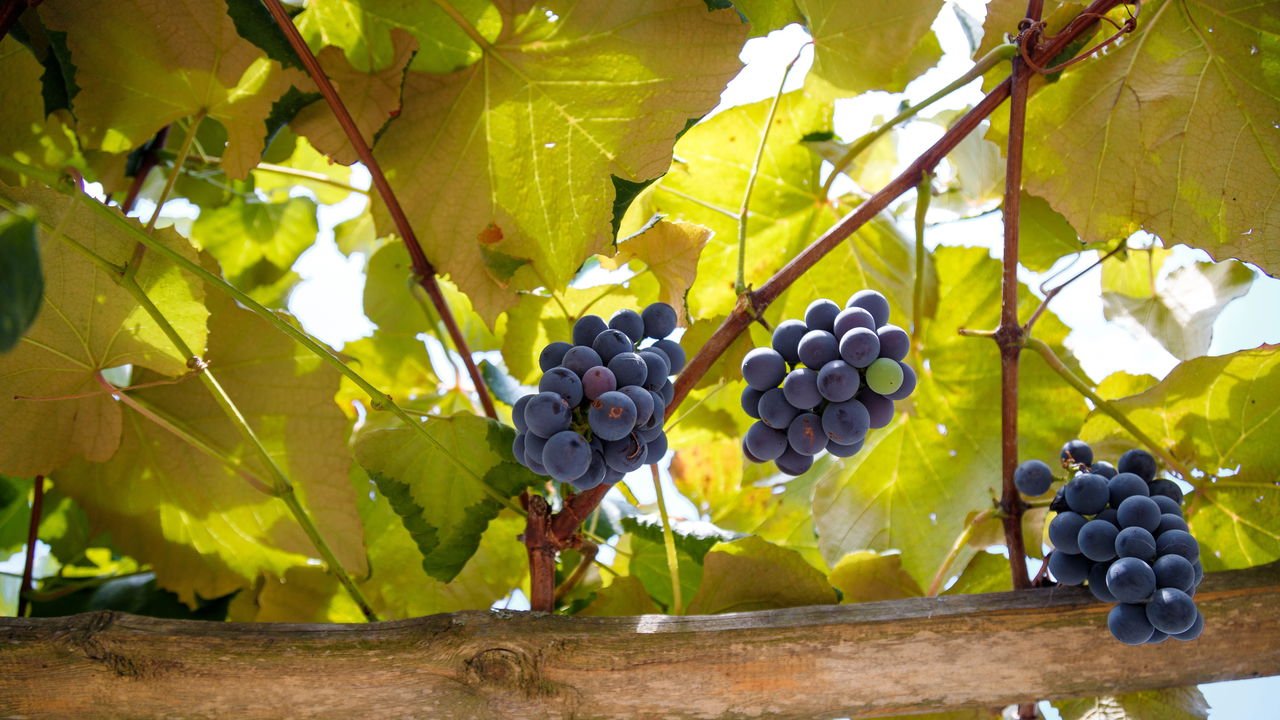 Enraizamento de Estacas de Uva: Água vs. Substrato - Qual o Melhor Método?