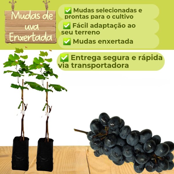 Manejo Pós-Plantio: Cuidados Essenciais para o Desenvolvimento da Sua Videira