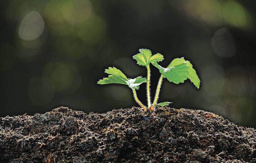 Como fazer mudas de morango em casa