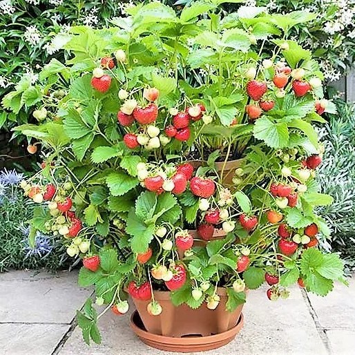 Guia completo de variedades de morango