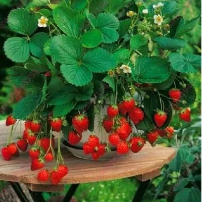 Dicas de adubação para morangos mais doces