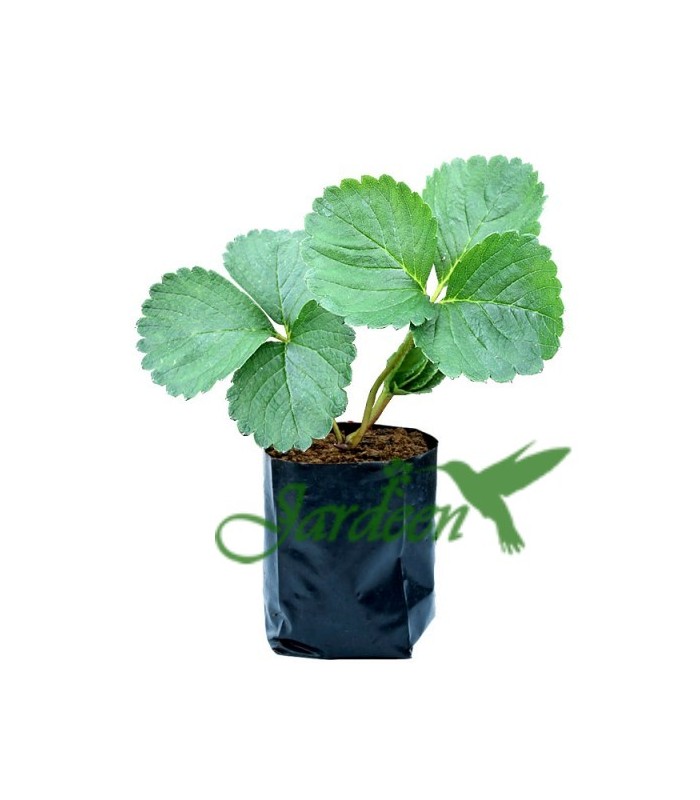 Colheita de morango: quando e como colher os frutos