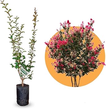 melhores cores de mudas de resedá para jardim