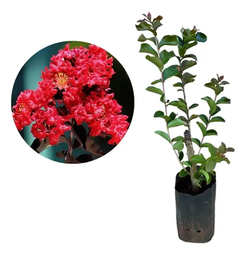 erros comuns ao plantar mudas de resedá