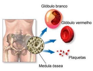 onde fica a medula óssea