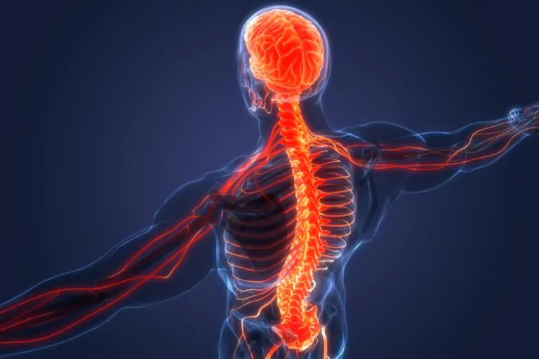 Como funciona o transplante de medula óssea