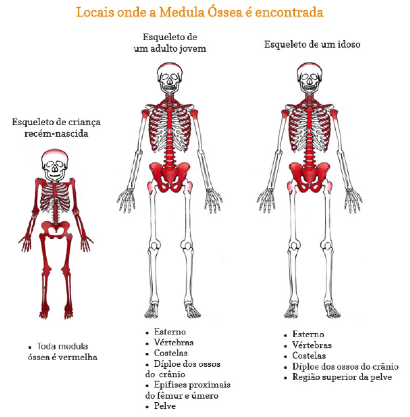 Entenda a diferença entre medula óssea e medula espinhal