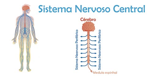 Mitos e verdades sobre a medula óssea