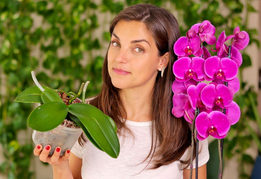 Os Erros Mais Comuns no Cultivo de Orquídeas e Como Evitá-los