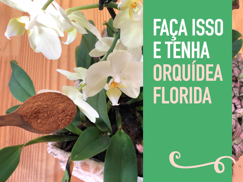 Luz e Temperatura: O Segredo para Orquídeas Florirem o Ano Todo