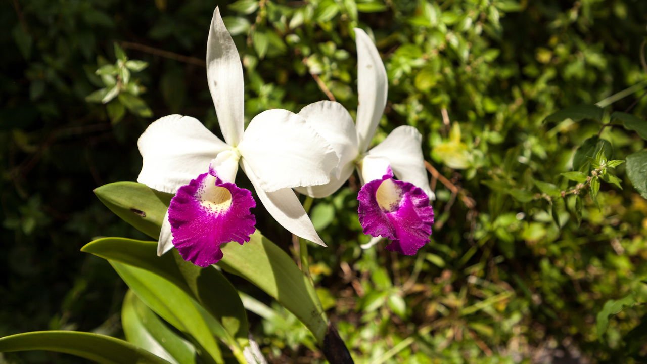 Tipos de Orquídeas e Suas Necessidades Específicas de Floração
