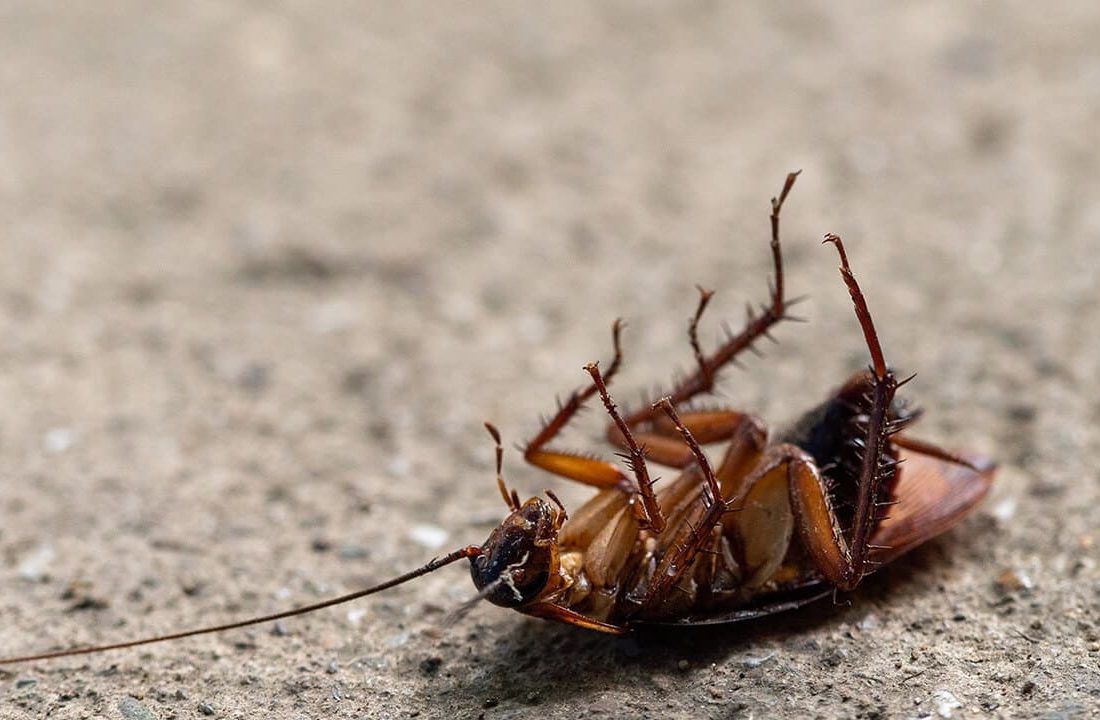 Iscas em Gel para Baratas: Guia Completo de Aplicação