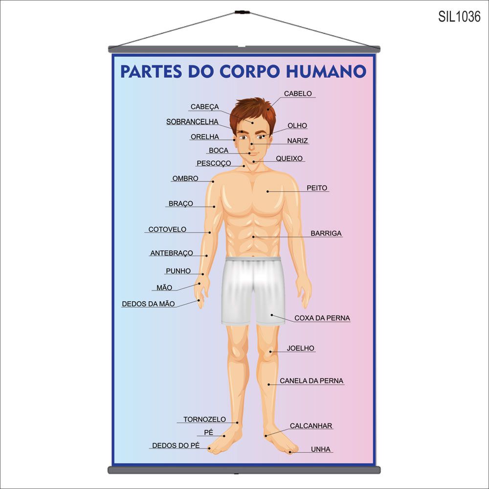A Importância do Esôfago na Digestão Humana