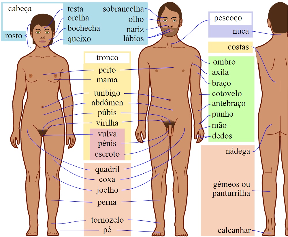 partes do corpo que começa com a letra e